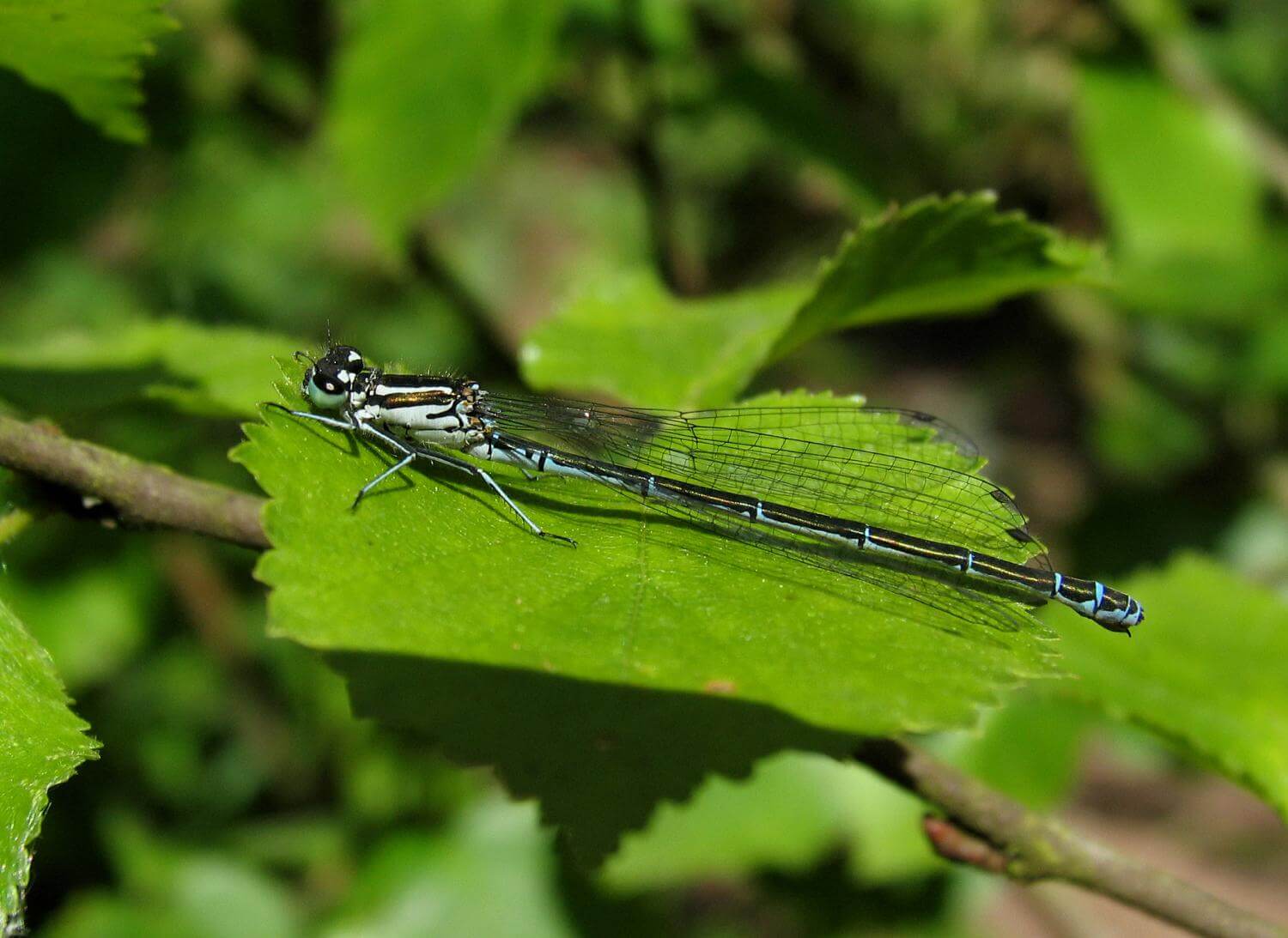 Female Azure Damselfly by David Kitching